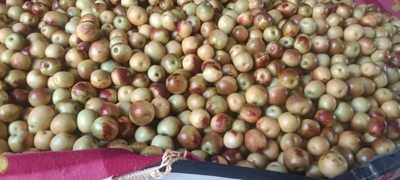 【牛商推荐】大荔冬枣产发货，对接大型批发商欢迎进店咨询