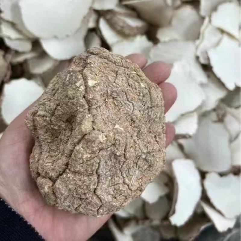虎乳灵芝片虎奶菌虎奶菌片虎奶菇精选虎乳菌片