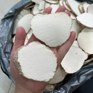 虎乳灵芝片虎奶菌虎奶菌片虎奶菇精选虎乳菌片