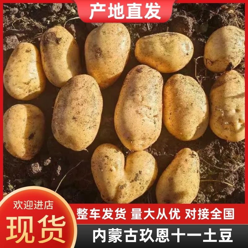 【内蒙古玖恩十一土豆】精品玖恩11土豆，黄心品种齐全基地直发