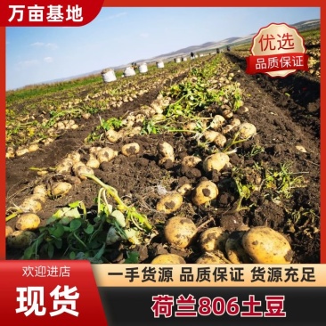 【精品土豆】荷兰806土豆内蒙古土豆产地直供