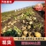 【精品土豆】荷兰806土豆内蒙古土豆产地直供