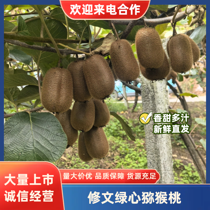 精品贵长绿心猕猴桃，社区团购电商，商超批发商