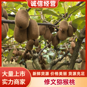 精品贵长绿心猕猴桃,社区团购电商,商超批发商