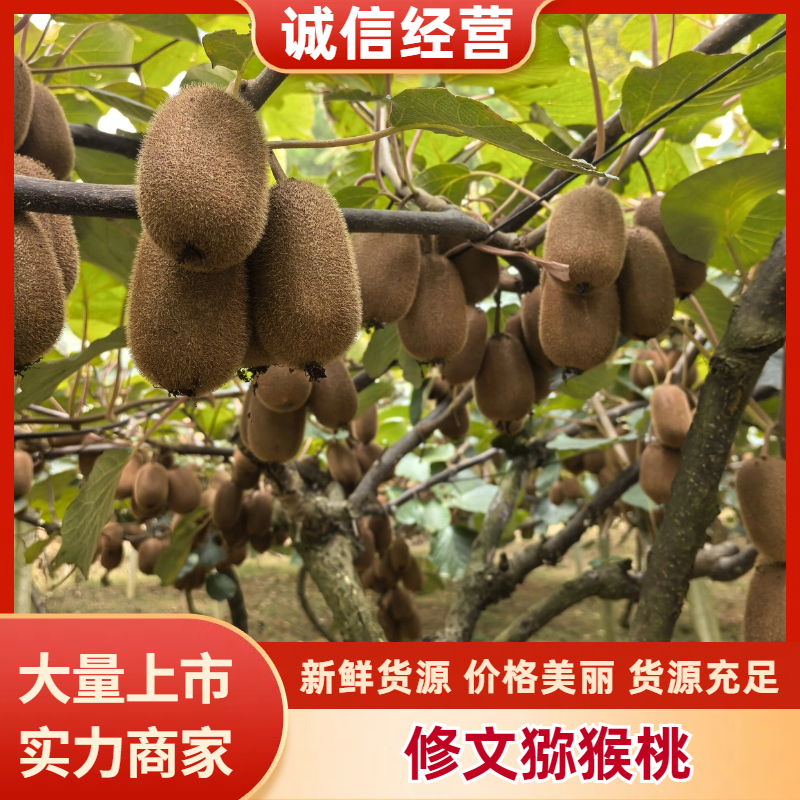 精品贵长绿心猕猴桃，社区团购电商，商超批发商