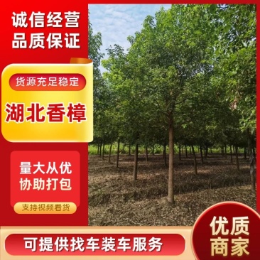 [热卖]湖北荆州香樟樟树绿化苗木种苗产地直发