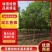 [热卖]湖北荆州香樟樟树绿化苗木种苗产地直发