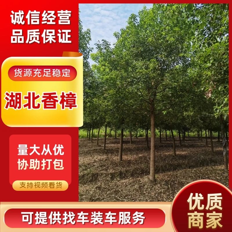 [热卖]湖北荆州香樟樟树绿化苗木种苗产地直发