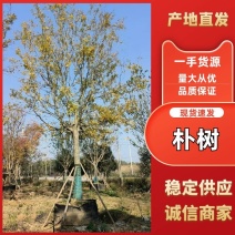 湖北荆州朴树绿化苗木树苗产地直发全国发货