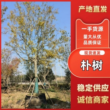 湖北荆州朴树绿化苗木树苗产地直发全国发货