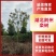 [精选]湖北荆州栾树南栾树绿化苗木树苗产地直发