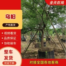 乌桕/产地直发品质好，需要老板电话联系