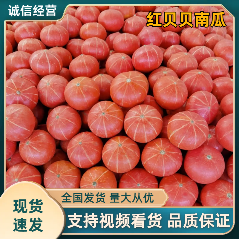 【红南瓜】红贝贝南瓜大量供应产地直发对接全国市场