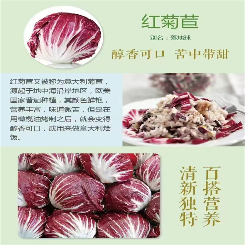 红菊苣种子落地球生菜种子红结球菊苣种子意大利进口