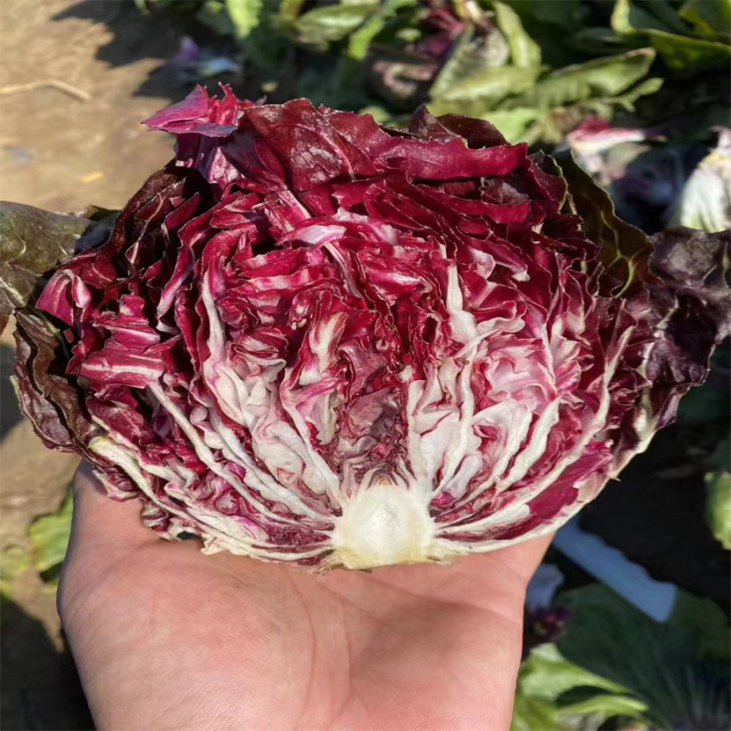 红菊苣种子落地球生菜种子红结球菊苣种子意大利进口