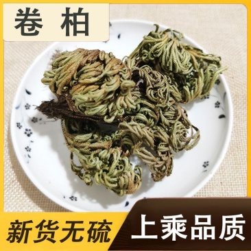 九死还魂草九死还魂草卷柏不死草还阳草遇水活