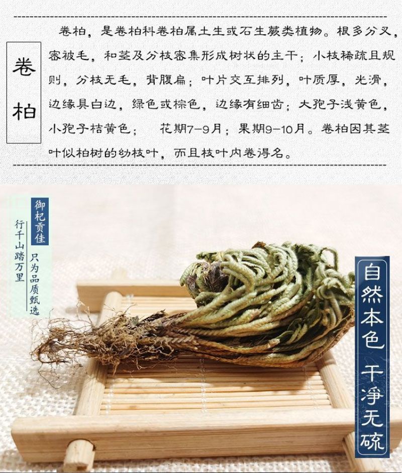九死还魂草九死还魂草卷柏不死草还阳草遇水活
