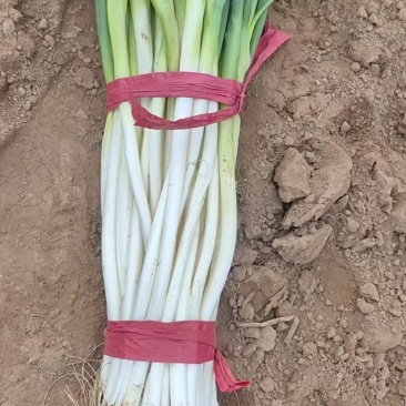 大葱章丘大葱，基地直发大量有货，欢迎来电，咨询合作