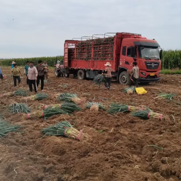 大葱长白大葱，基地直发大量有货，欢迎来电咨询合作