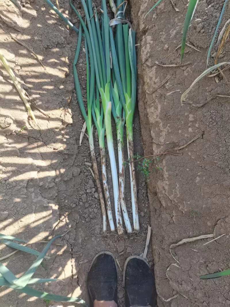 大葱刚葱，基地直发大量有货，欢迎来电咨询洽谈