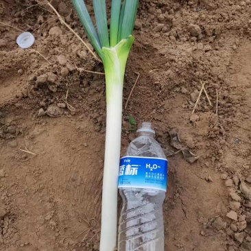 大葱刚葱，基地直发大量有货，欢迎来电咨询洽谈