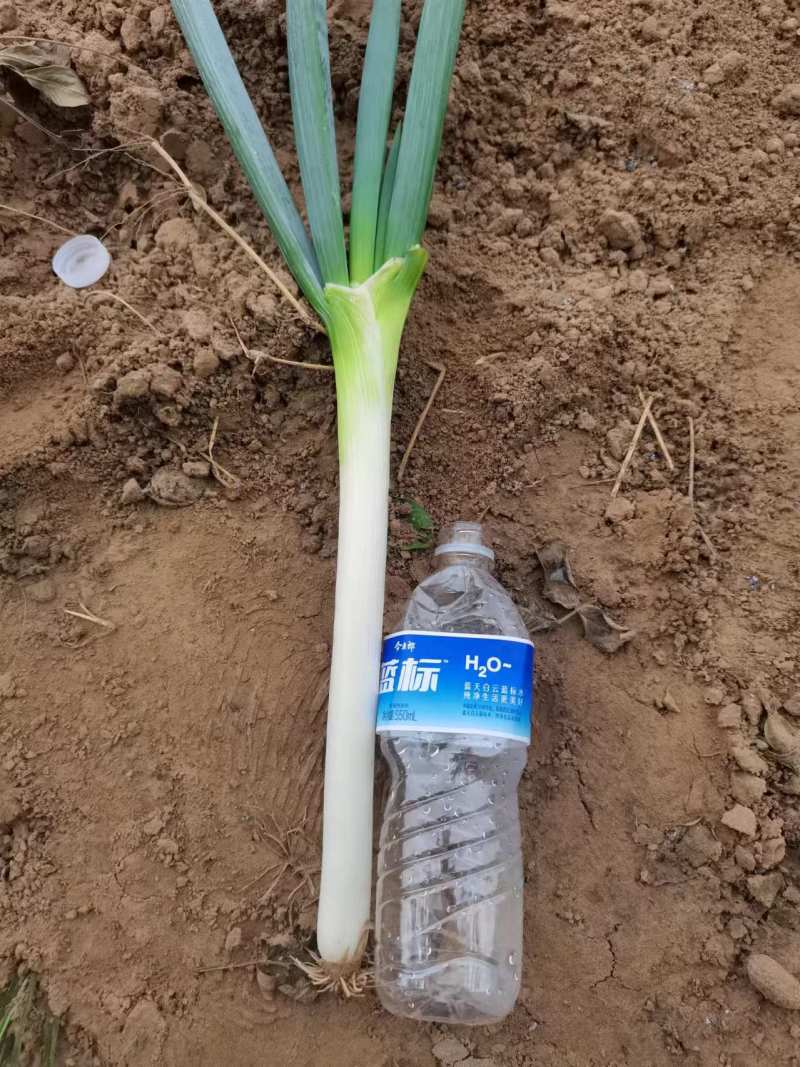 大葱刚葱，基地直发大量有货，欢迎来电咨询洽谈