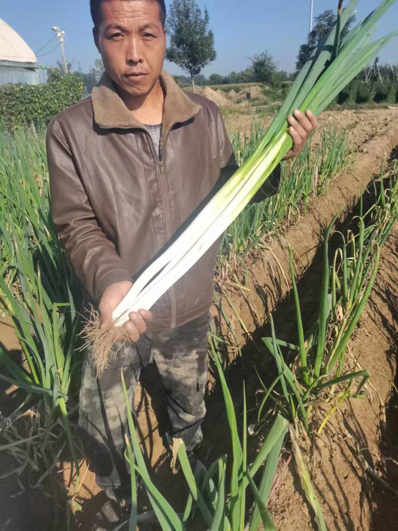 大葱刚葱，基地直发大量有货，欢迎来电咨询洽谈