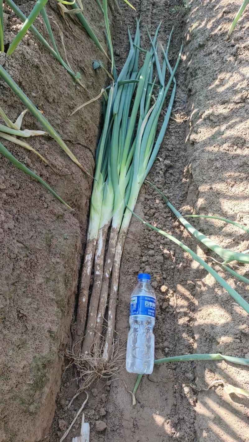 大葱刚葱，基地直发大量有货，欢迎来电咨询洽谈