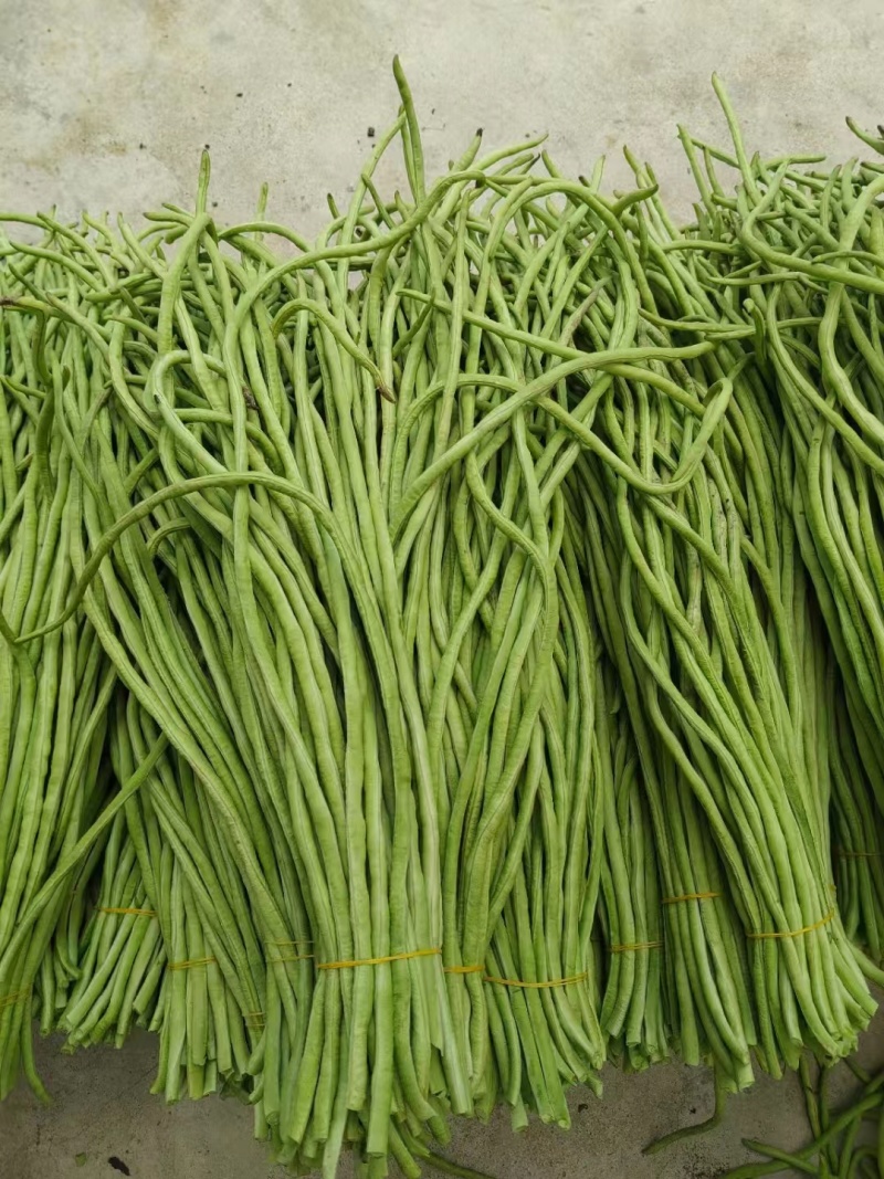 豆角豇豆60厘米长广西合浦县现摘现发欢迎来电咨询