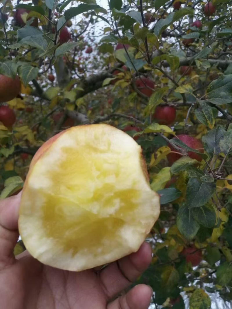 【推荐】精品高山冰糖心红富士苹果产地直发品质保障价优