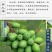 胖大海泡水喝中药批发【正宗野生精品新鲜长干果大青果