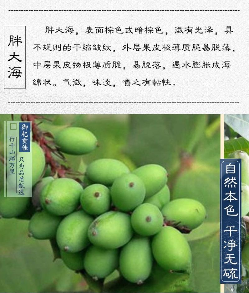 胖大海泡水喝中药批发【正宗野生精品新鲜长干果大青果