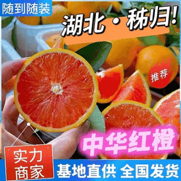 《中华红橙》秭归脐橙红心橙湖北脐橙现摘现发代发全国