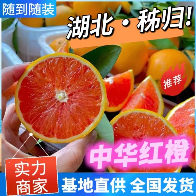 《中华红橙》秭归脐橙红心橙湖北脐橙现摘现发代发全国