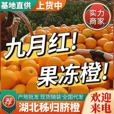 《九月红脐橙》红橙湖北橙子秭归脐橙基地直供可全国代发