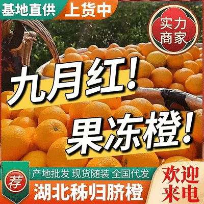 《九月红脐橙》红橙湖北橙子秭归脐橙基地直供可全国代发