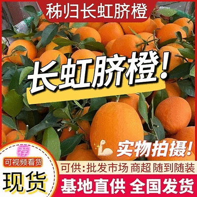 《长虹脐橙》秭归脐橙/湖北脐橙橙子/现摘现发/代发全国