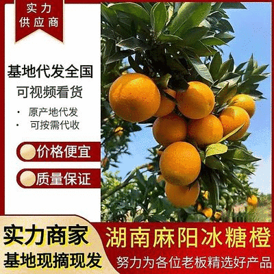 湖南麻阳冰糖橙湖南橙子对接全国电商、批发、商超，现货