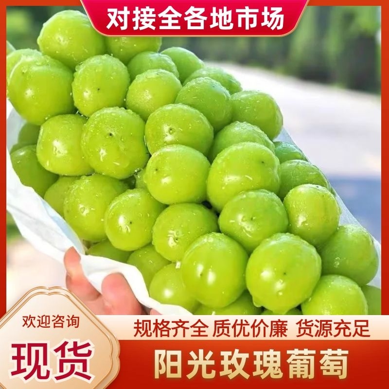 陕西渭南阳光玫瑰葡萄颗粒大，糖份高，爪行紧凑大量上市