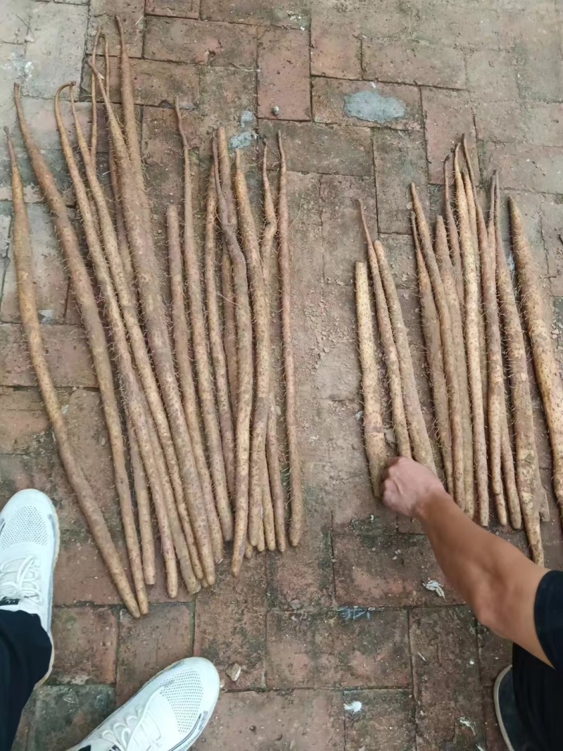 保定河北麻山药，紫药量大从优对接各大电商平台！大型超市