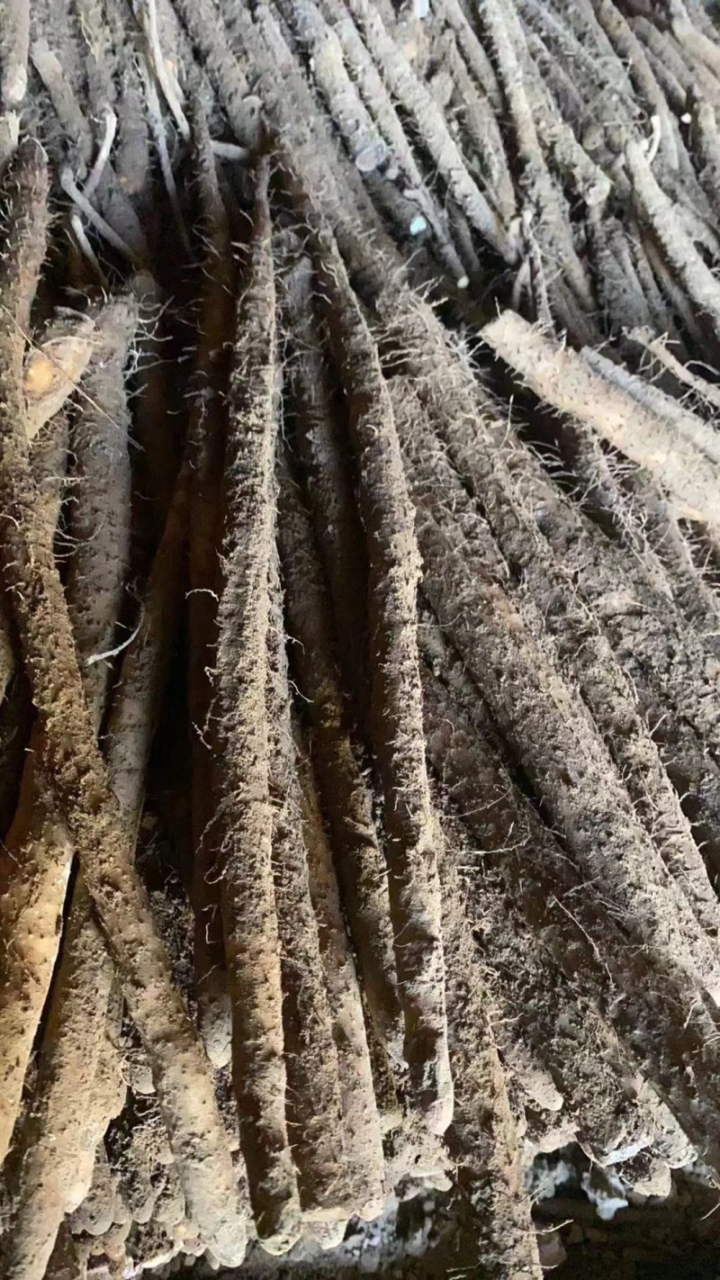 河北紫玉淮山药麻山药量大从优产地直发一手货源欢迎洽谈合作