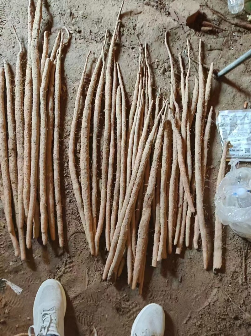 河北紫玉淮山药麻山药量大从优产地直发一手货源欢迎洽谈合作