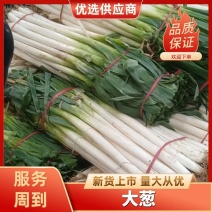 平度市晩抽大葱大量上市