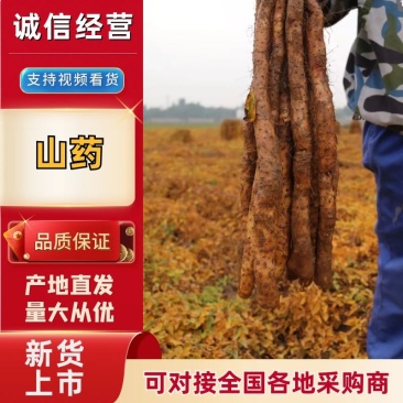 白玉山药，精品，面山药，产地直发