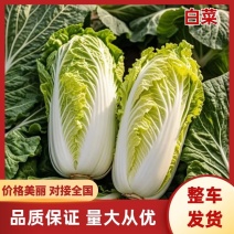 平度黄心大白菜大量上市，棵大圆正，包心结实