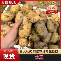平度荷兰十五土豆大量上市，色泽光鲜，耐运贮