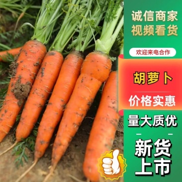 平度胡萝卜，大量上市，车随到随装，量大，三红胡萝卜