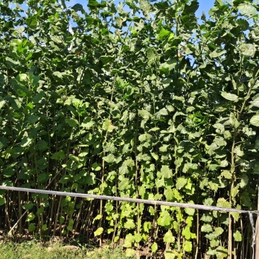江苏速生杨树苗种植基地免费提供技术指导规格齐全量大从优