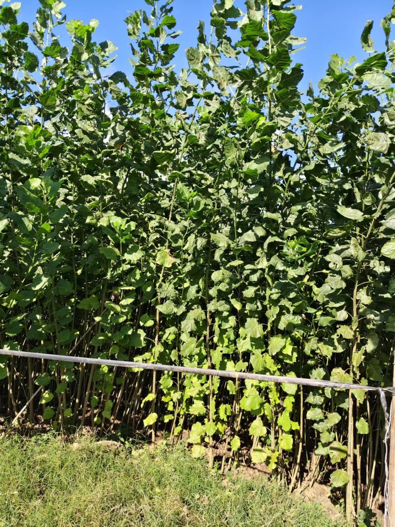 江苏速生杨树苗种植基地免费提供技术指导规格齐全量大从优