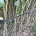 江苏速生杨树苗种植基地免费提供技术指导规格齐全量大从优